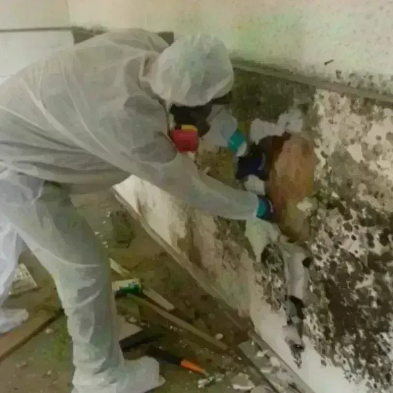 Mold Remediation and Removal in Beaverton, OR